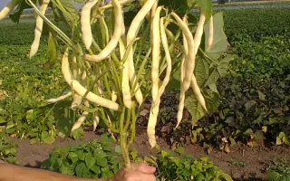 ЗЛАТОВЛАСКА