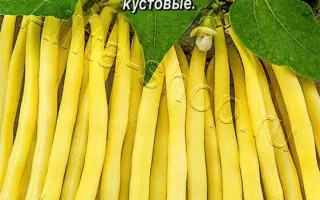 ЛИСИЧКА-СЕСТРИЧКА