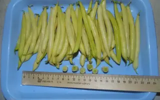 ФЕДОСЕЕВНА