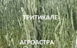 АРГО