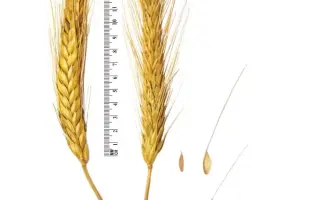 АТАМАН ПЛАТОВ