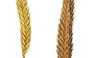 БАШКИРСКАЯ КОРОТКОСТЕБЕЛЬНАЯ