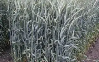 АЛТАЙСКАЯ 4