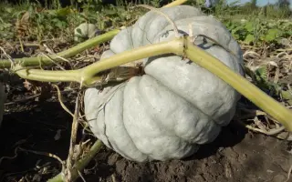 СТОЛОВАЯ ЗИМНЯЯ А 5