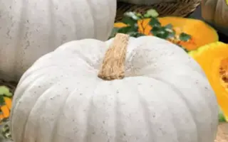 СЛАДКАЯ ПЫШКА