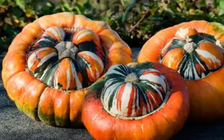 ТУРЕЦКАЯ ЧАЛМА