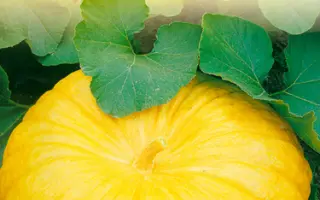 МАМОНТЕНОК