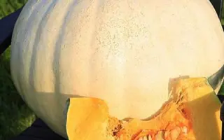 САХАРНАЯ ГОЛОВА