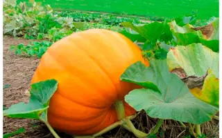 РОДНОЙ КРАЙ