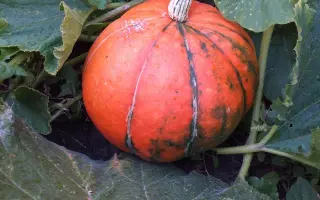 СПАСИТЕЛЬНИЦА