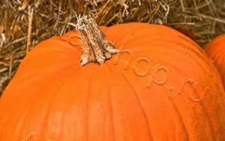 БОЛЬШОЙ МАКС