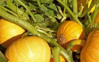 КУСТОВАЯ ЗОЛОТАЯ