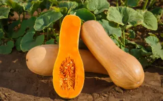 БЫКОВЧАНКА