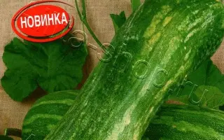 ШАХЕРЕЗАДА