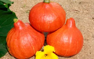 СИБИРСКАЯ МАЛЫШКА