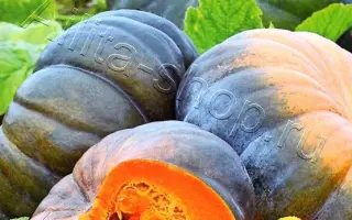 МУСКАТНАЯ ПРОВАНСКАЯ