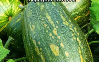 ГРИБОВСКАЯ КУСТОВАЯ 189