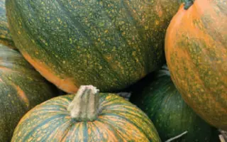 ЗОЛОТАЯ СЕМЕЧКА