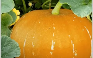 КУСТОВАЯ ОРАНЖЕВАЯ