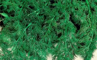 УЗБЕКСКИЙ 243