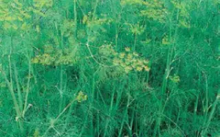 ГРИБОВСКИЙ