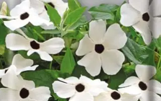 МЕНЕСТРЕЛЬ