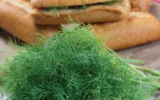 ЛОХМАТЫЙ САНЬКА