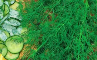 ГЕНЕРАЛЬСКИЙ