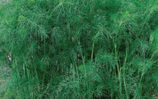 ЗЕЛЕНАЯ ЁЛОЧКА