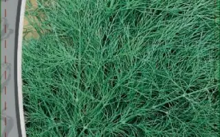 ПУШИСТЫЙ ПУЧОК