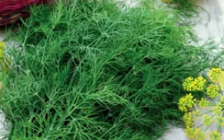 СИБИРСКИЙ БУКЕТ