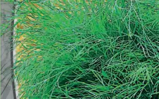 ЗЕЛЕНЫЙ ЗАЛП