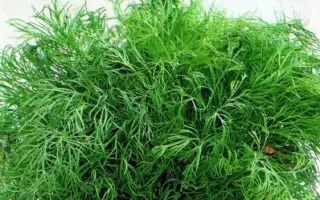 РУССКИЕ ТРАДИЦИИ