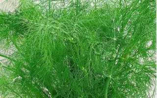 ПУШИСТЫЙ ХВОСТ