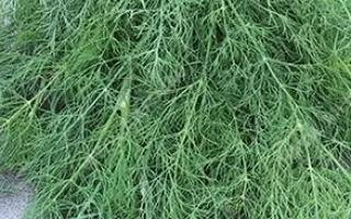 СЕРЕБРЯНЫЙ КОВЕР