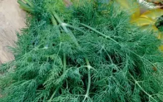 КОРОЛЕВСКИЙ