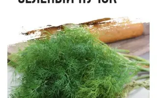 ЗЕЛЕНЫЙ ПУЧОК