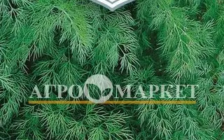 РУССКИЙ ГИГАНТ