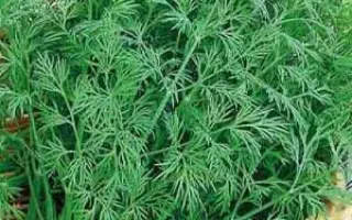 АРОМАТНЫЙ БУКЕТ