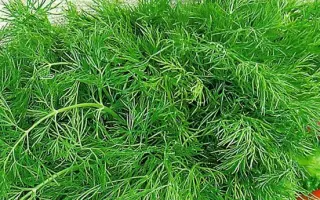 ДУШИСТЫЙ ПУЧОК