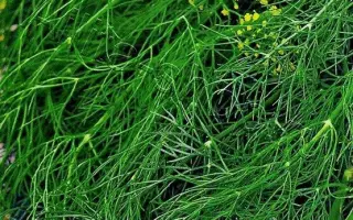 ЗЕЛЕНЫЙ СНОП