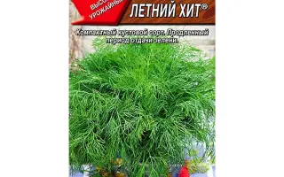 ЛЕТНИЙ ХИТ