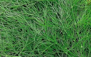 ВОЛОГОДСКИЕ КРУЖЕВА