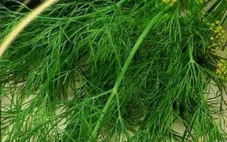 СЕВАСТОПОЛЬСКИЙ