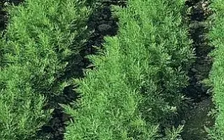 ОТЛИЧНЫЙ СЕМКО