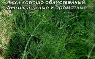 ОБИЛЬНОЛИСТНЫЙ