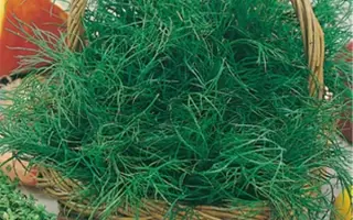 РАННЕЕ ЧУДО