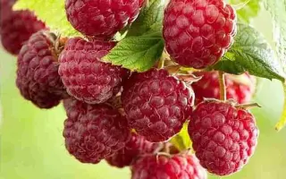 КАЛИНИНГРАДСКАЯ