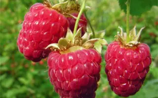 НОВОСТЬ КУЗЬМИНА