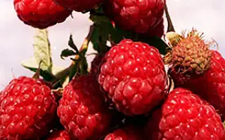 ЧЕЛЯБИНСКАЯ КРУПНОПЛОДНАЯ